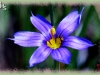 common blue-eyed grass/Strict Blue-eyed-grass