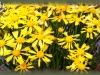 Colorado rubber-plant/Richardson's Bitterweed