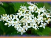 red-osier dogwood