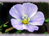 wild blue flax/Prairie Flax