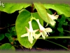 red twinberry/Utah Honeysuckle