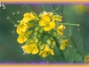 tall hedge mustard