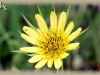 common goatsbeard