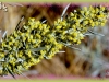 silver sagebrush/Hoary Sagebrush