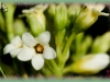 Indian hemp/Clasping-leaf Dogbane