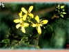 tumbling mustard/Tall Hedge-mustard