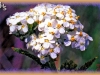 common yarrow