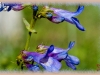 slender blue beardtongue/mall-flower Beardtongue