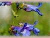 slender blue beardtongue/mall-flower Beardtongue