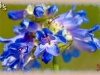 slender blue beardtongue