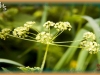 western sweet cicely