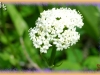 northern valerian/Wood Valerian