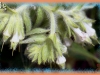 western false gromwell/, Soft-hairy False Gromwell