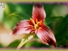 western wakerobin/Western Trillium