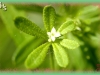 cleavers/Catchweed Bedstraw