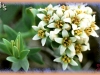 common comandra/Umbellate Bastard Toad-flax