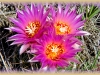 cushion cactus/Spinystar