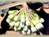 green milkweed