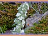 cock's-comb cryptantha/Cock's-comb Cat's-eye