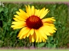 gaillardia/Great Blanket-flower