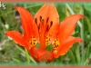 western wood lily
