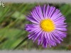 northern daisy fleabane/Bitter Fleabane