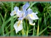 western blue flag/Western Blue Iris