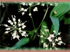 wild sarsaparilla