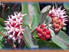 showy milkweed