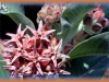 showy milkweed
