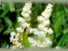 false Solomon's-seal