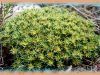 creeping nailwort/Solomon's-plume