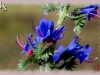 blueweed/Common Viper's-bugloss