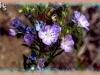 linear-leaved scorpionweed/Linearleaf Phacelia