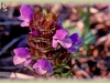heal-all/Self-heal