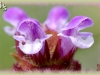 heal-all/Self-heal