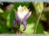 blue columbine/Small-flower Columbin
