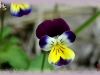 tricolor, pansy/ Three-colored Violet