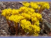 lance-leaved stonecrop/Lanceleaf Stonecrop