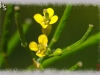 wormseed mustard/Wormseed Wallflower