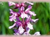marsh hedge-nettle/Hairy Hedge-nettle