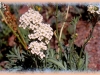 silver rock cress/Alpine Smelowskia