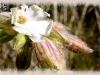 white cockle/Bladder Campion,