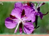common fireweed