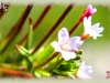 marsh willowherb