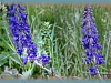 tall larkspur