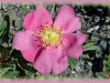 prickly rose