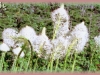 beargrass/Western Turkeybeard
