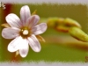 annual willowherb/Panicled Willowherb