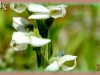 tall white bog orchid/Leafy White Orchis